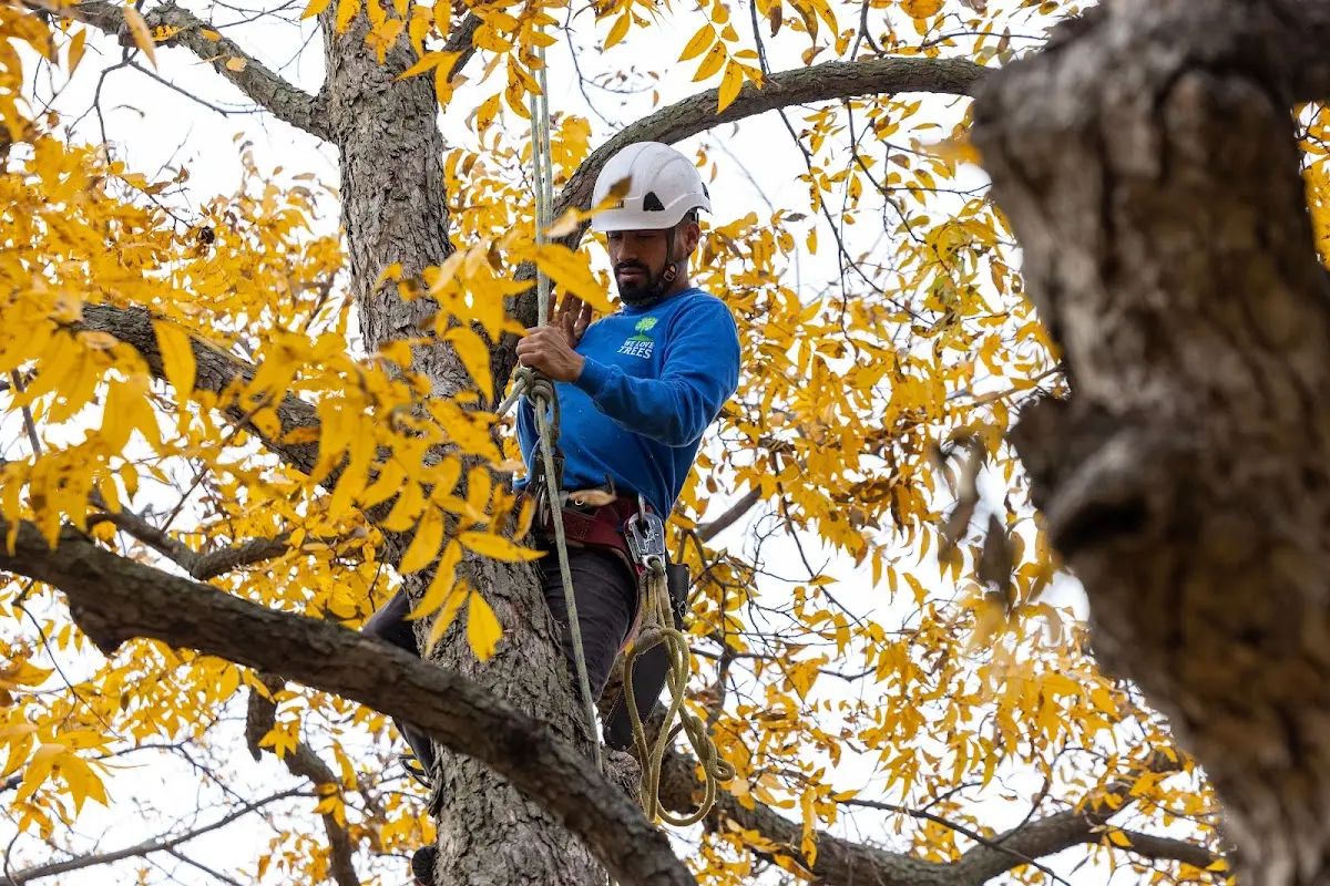 Skilled Tree Pruning crew working in Caledonia